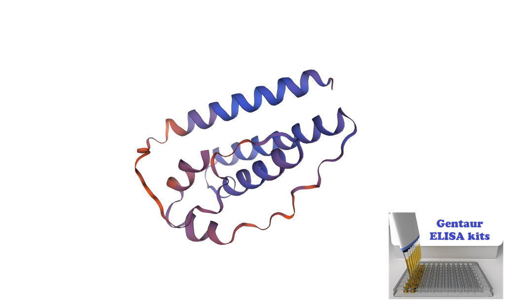 ELISA Kit for Equine/Horse Leptin (LEP) - 96 wells plate