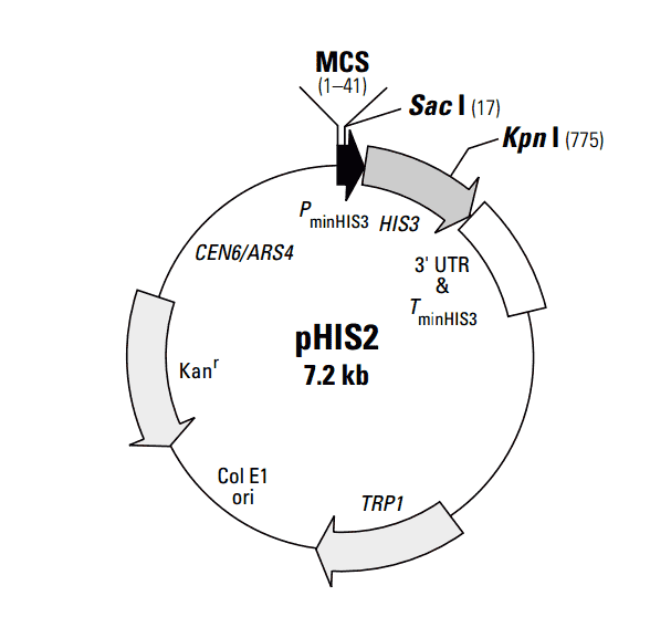 PHIS2 Plasmid - 2 µg
