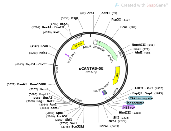pCANTAB-5E 2 ug