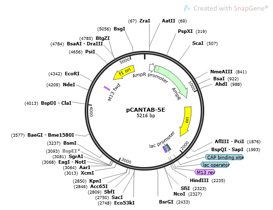 pCANTAB-5E plasmid - 2 ug