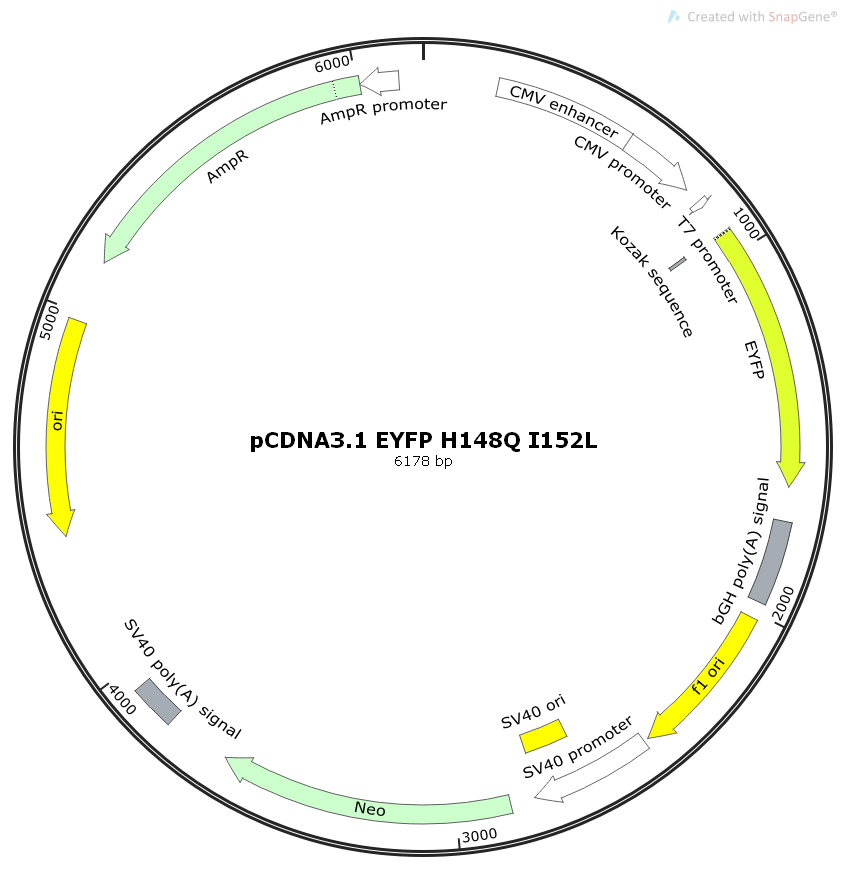 PCDNA3.1 EYFP H148Q- I152L, 2 ug