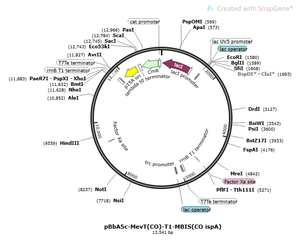 pBbA5c-MevT(CO)-T1-MBIS(CO, ispA) plasmid - 2ug