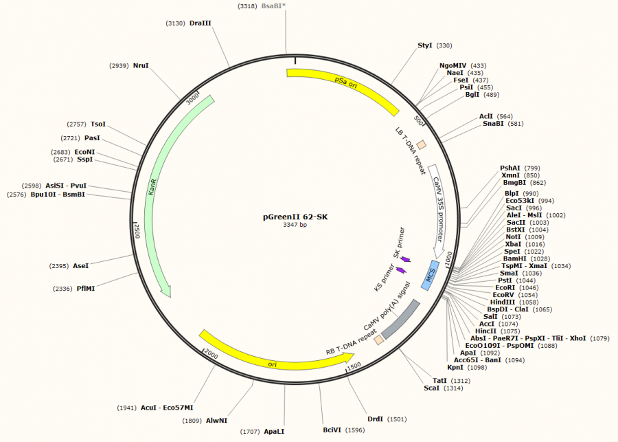 pGreenII- 62- SK, 2ug