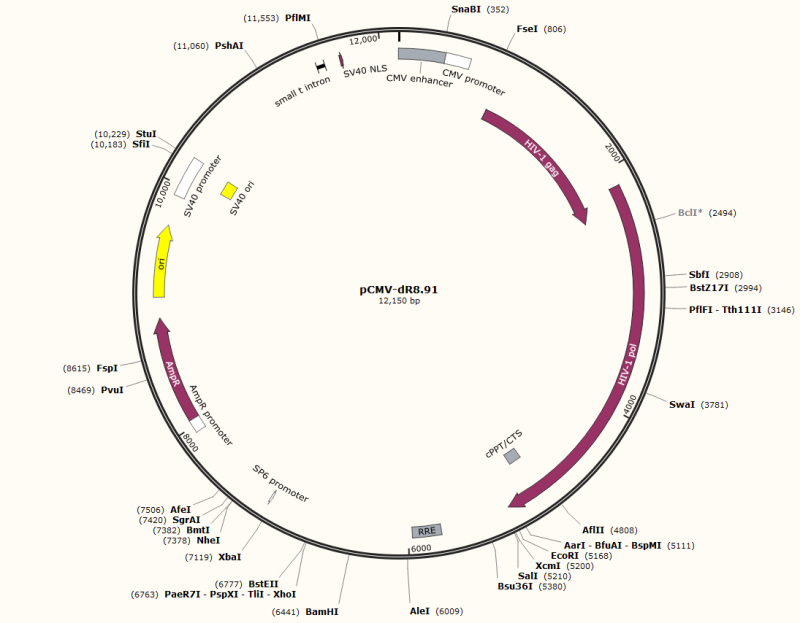 PCMV- DR8.91 plasmid - 2 ug