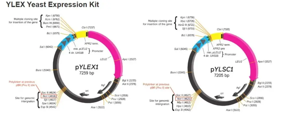 (YY020) YLEX Yeast Expression Kit