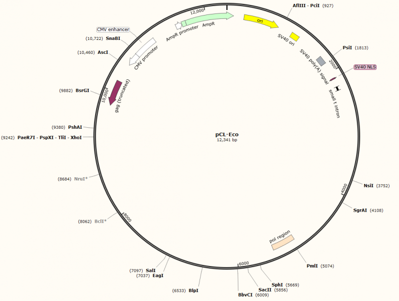 PCL- ECO PLASMID, 2 ug