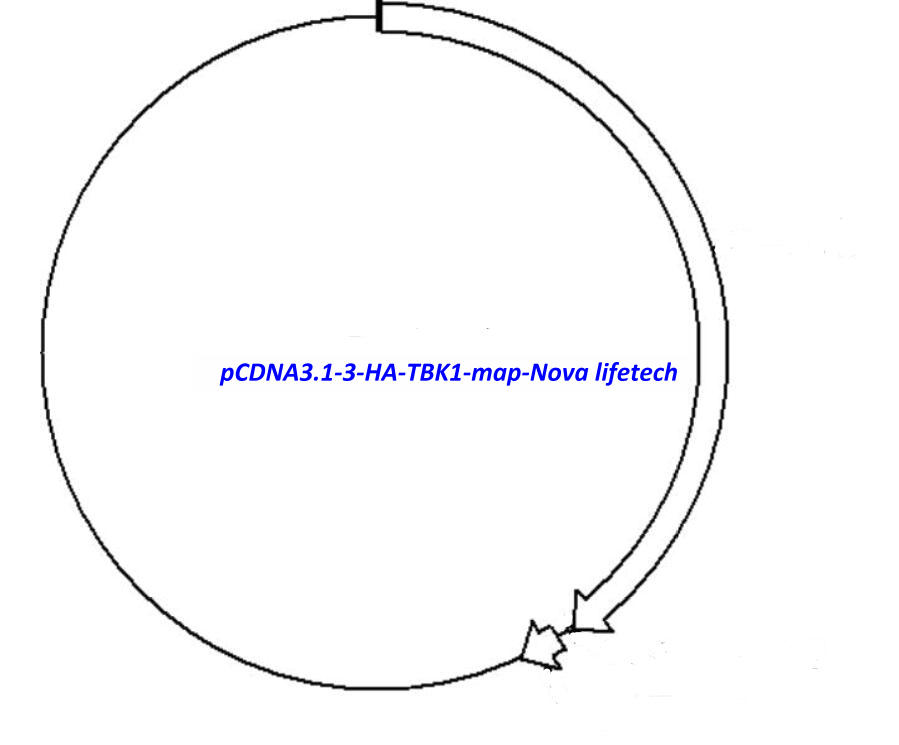 pCDNA3.1-3-HA-TBK1 Plasmid