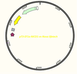 pT3-EF1a-NICD1-m - 2 ug