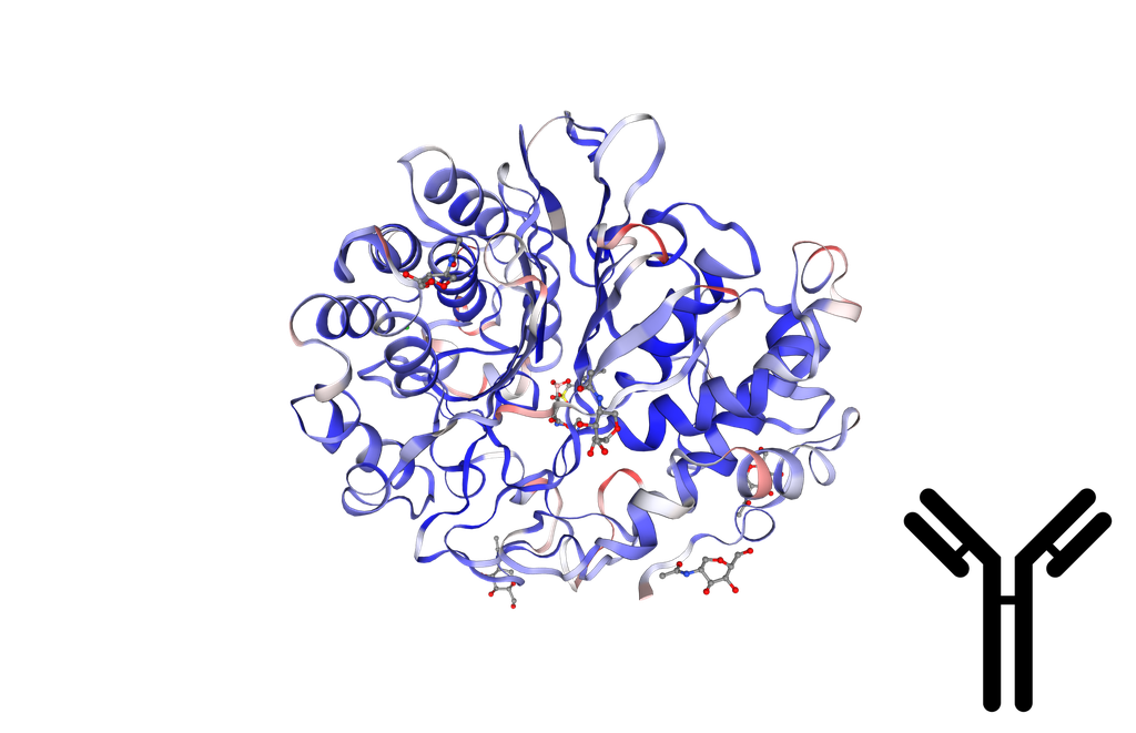 (01017719178) Monoclonal Antibody to Human Gamma-Glutamyltransferase 1 (gGT1) - 200ul