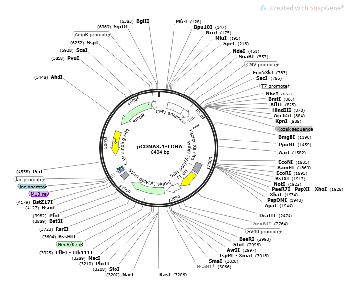 pCDNA3.1-LDHA - 2ug