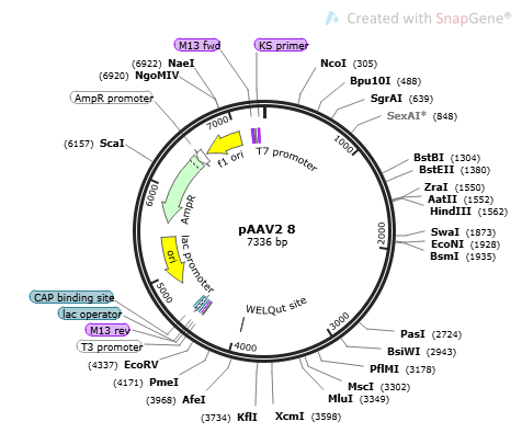 PAAV2/8 plasmid - 2ug
