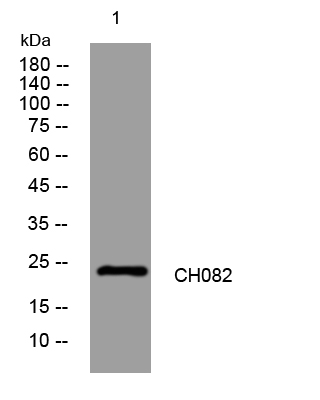 CH082 Rabbit Polyclonal Antibody - 20 ul