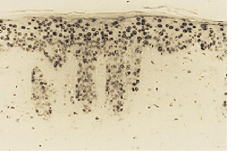 Anti 8-OHdG monoclonal antibody (N45.1) - 20 ug