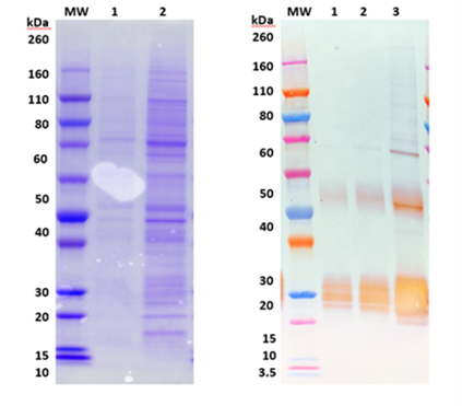 Recombinant Angola marburgvirus Glycoprotein minus the Transmembrane Region (MARV-Angola rGPΔTM) - 100ug