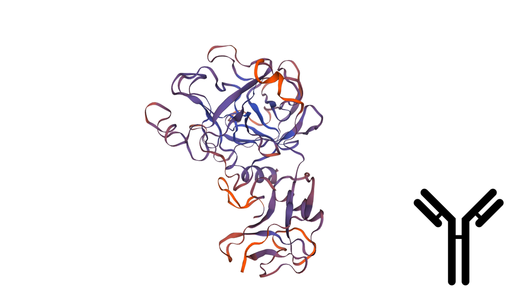 Transmembrane protease serine 4 (TMPRSS4) Antibody - 100 uL