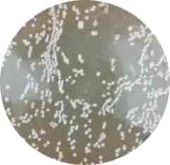HT115 (DE3)-2 Escherichia coli Strains - 100 μL