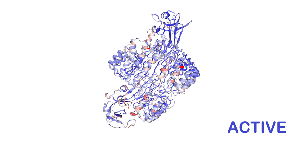 Active Recombinant Human Ribonuclease A (RNase A, RNASE1) - 10 ug