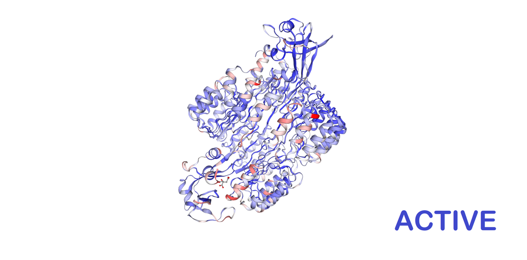 Active Recombinant Human Ribonuclease A (RNase A, RNASE1) - 5 mg