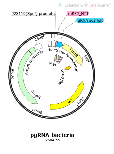 [0820-PVT10642] pgRNA- bacteria - 2µg