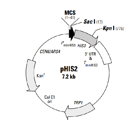 [0820-PVT4037] PHIS2 Plasmid - 2 µg