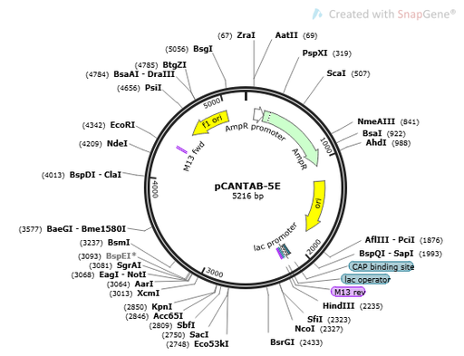 [0820-PVT10573] pCANTAB-5E plasmid - 2 ug