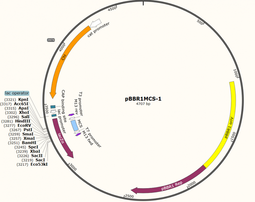 [0820- PVT5601] pBBR1MCS-1 plasmid - 2ug