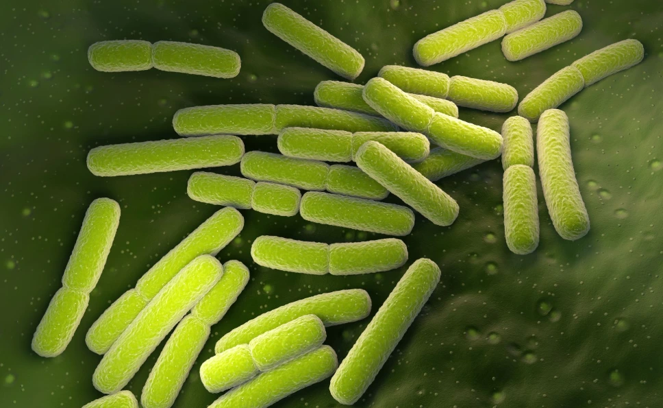 [0544-MBS1114902-E.COLI-0.02MG] Glutamyl endopeptidase (gseA) Recombinant Protein, E.coli expression - 0.02 mg