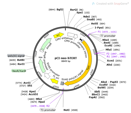 [0820-PVT14801] pCI-neo-hTERT Plasmid - 2ug