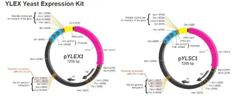 [0377-FYY201-1KT] YLEX Expression Kit - 1 Kit