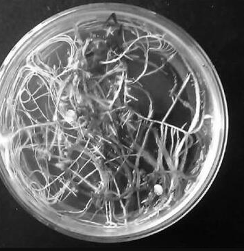 [0820-STR3001] A4 AGROBACTERIUM STRAIN - 100 μL
