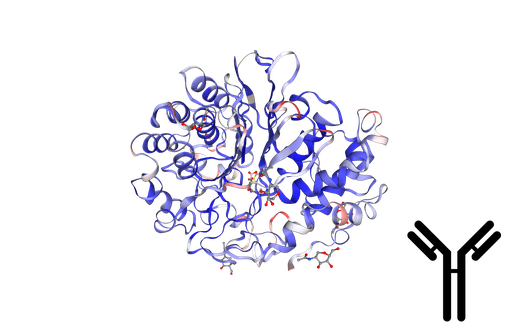 [0338-MAB375Hu21-200UL] (01017719178) Monoclonal Antibody to Human Gamma-Glutamyltransferase 1 (gGT1) - 200ul