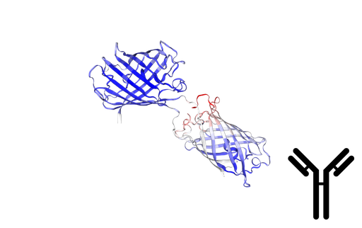 [0894-AB1140-100]  Goat anti-RFP Polyclonal IgG Antibody - 300 µg