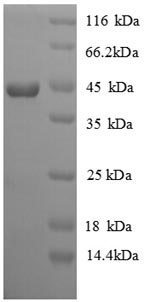 [0399-CSB-EP011050CH-20UG] Recombinant Chicken Interferon gamma (IFNG) - 20ug