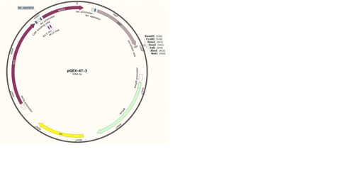 [0820-PVT0031] pGEX-4T-3 Plasmid - 2 ug